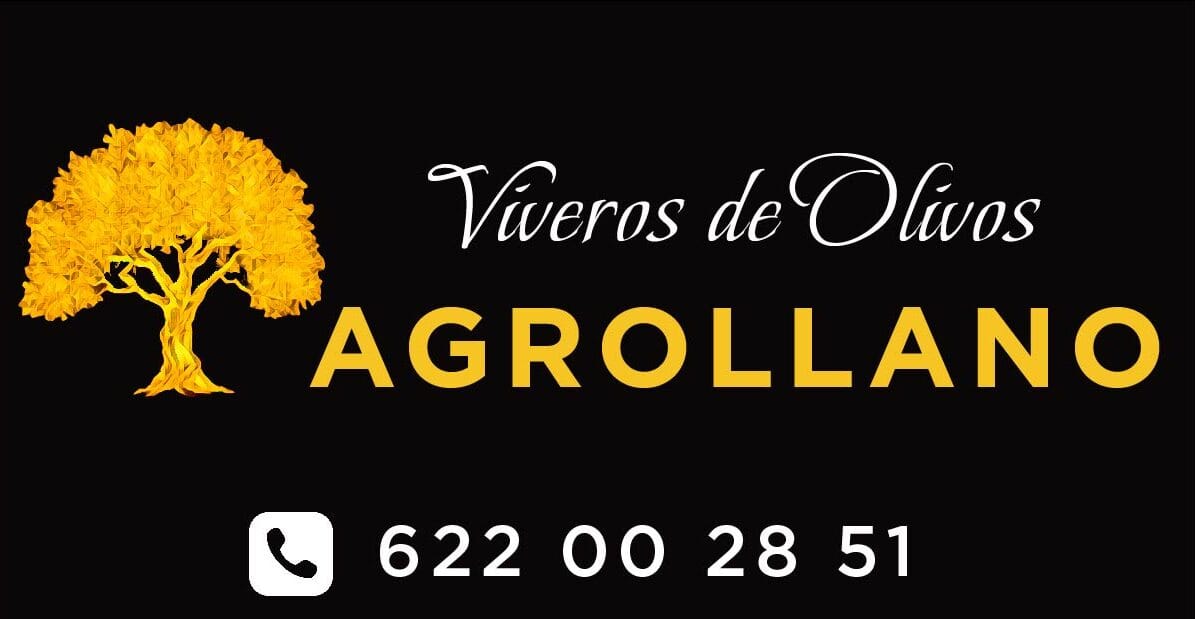 comprar olivos picual precios comprar olivos picual precios